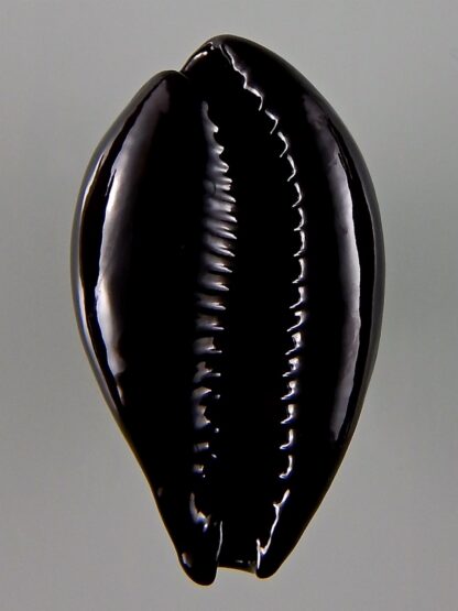 Erronea onyx onyx 46,93 mm Gem-44062