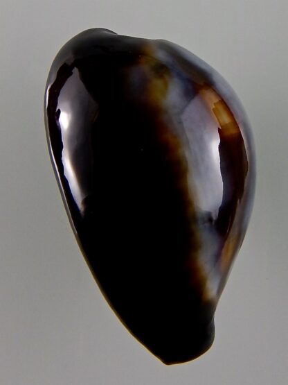 Erronea onyx onyx 46,93 mm Gem-44060