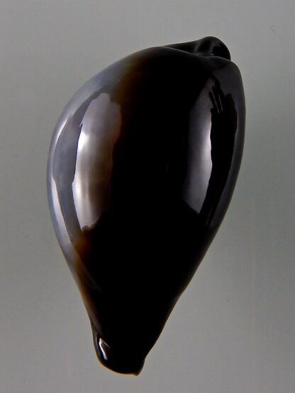 Erronea onyx onyx 46,93 mm Gem-44061