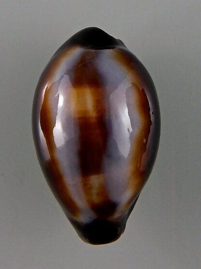 Erronea onyx onyx 37,21 mm Gem-44045