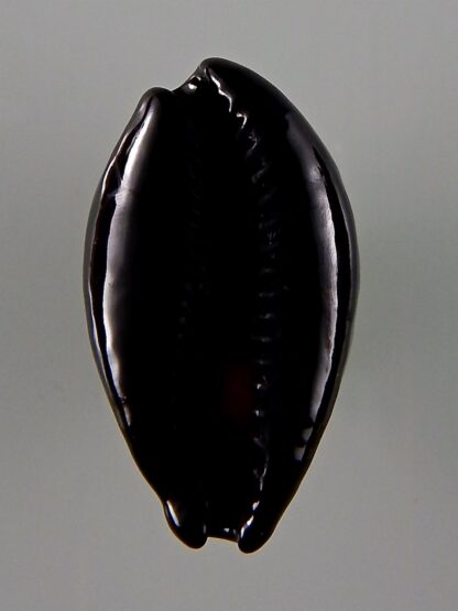 Erronea onyx onyx 37,21 mm Gem-44046