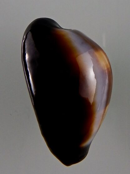 Erronea onyx onyx 37,21 mm Gem-44047