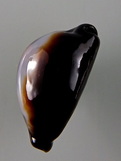 Erronea onyx onyx 37,21 mm Gem-44050