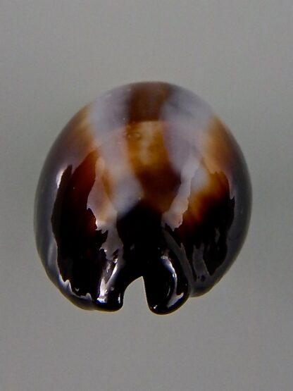 Erronea onyx onyx 37,21 mm Gem-44049