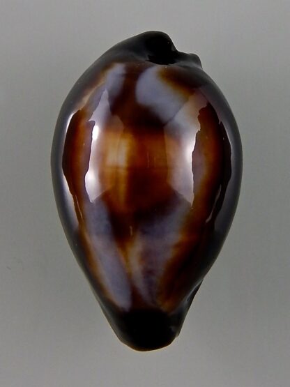 Erronea onyx onyx 41,80 mm Gem-44031