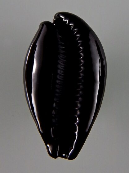 Erronea onyx onyx 41,80 mm Gem-44032