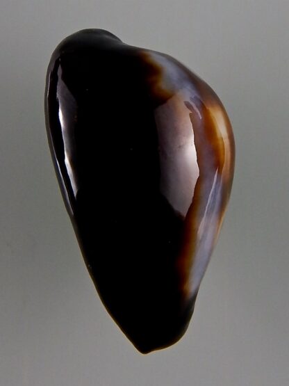 Erronea onyx onyx 41,80 mm Gem-44035