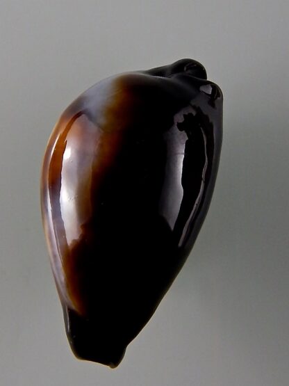Erronea onyx onyx 41,80 mm Gem-44036
