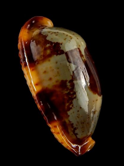 Bistolida stolida " Olango " 31,06 mm Gem-44026