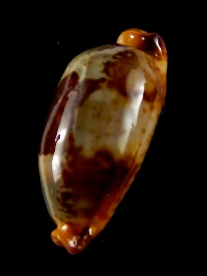 Bistolida stolida " Olango " 31,06 mm Gem-44030