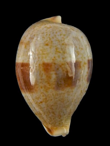 Erronea pyriformis smithi 28,84 mm F+++/Gem-44075
