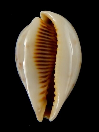 Erronea pyriformis smithi 28,84 mm F+++/Gem-44074
