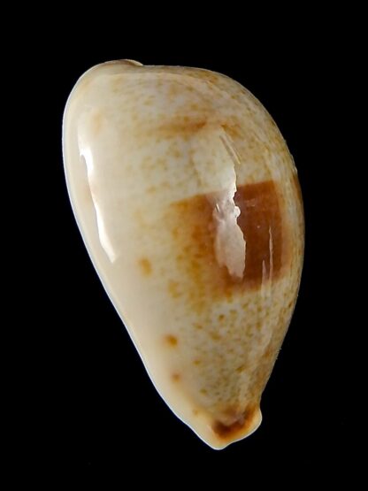 Erronea pyriformis smithi 28,84 mm F+++/Gem-44076