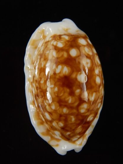 Cribrarula cribraria zadela N&R 21,75 mm gem-44353