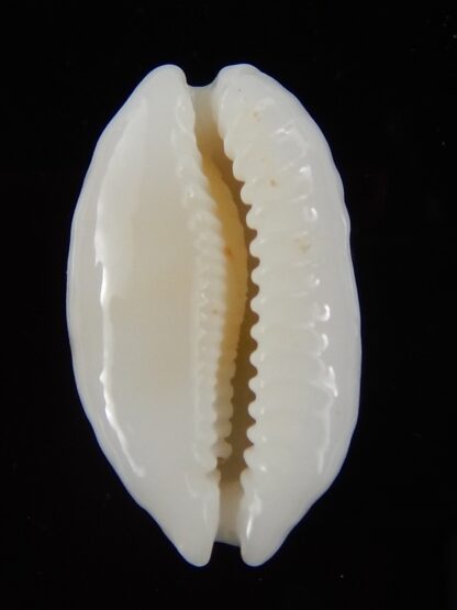 Cribrarula cribraria zadela N&R 21,75 mm gem-44367