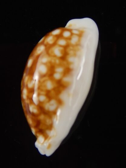 Cribrarula cribraria zadela N&R 21,75 mm gem-44351