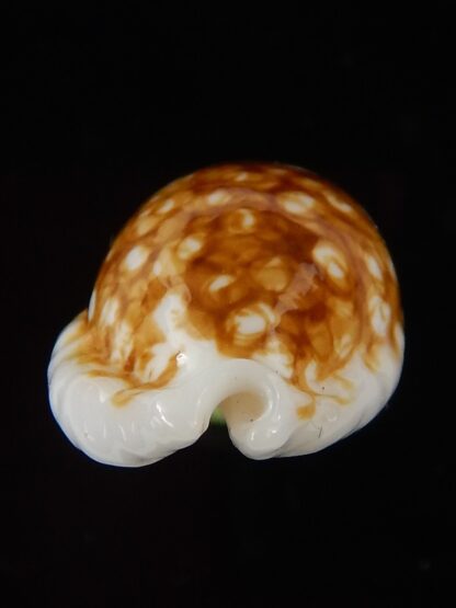 Cribrarula cribraria zadela N&R 21,75 mm gem-44352