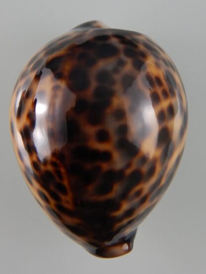 Cypraea tigris tigris...TOP COLOUR ... 61,96 mm Gem-44256