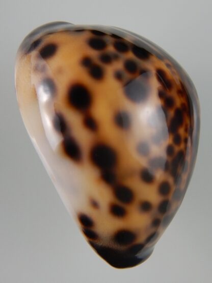 Cypraea tigris tigris...TOP COLOUR ... 61,96 mm Gem-44255