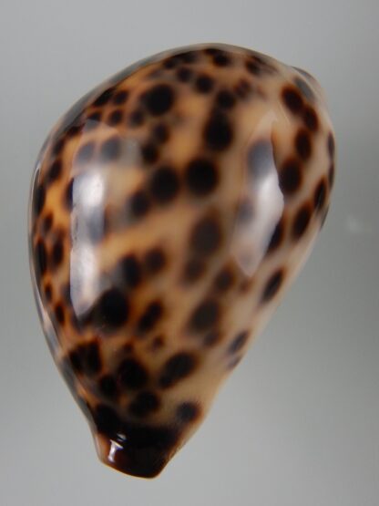 Cypraea tigris tigris...TOP COLOUR ... 61,96 mm Gem-44254