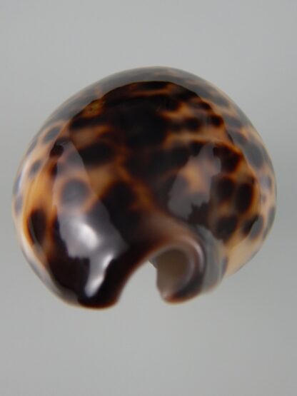 Cypraea tigris tigris...TOP COLOUR ... 61,96 mm Gem-44251