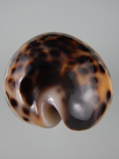 Cypraea tigris tigris...TOP COLOUR ... 61,96 mm Gem-44253