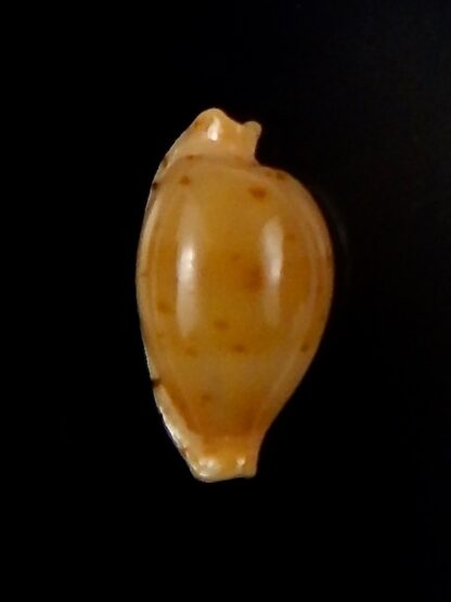 Ransoniella martini superstes 16,47 mm Gem-44239