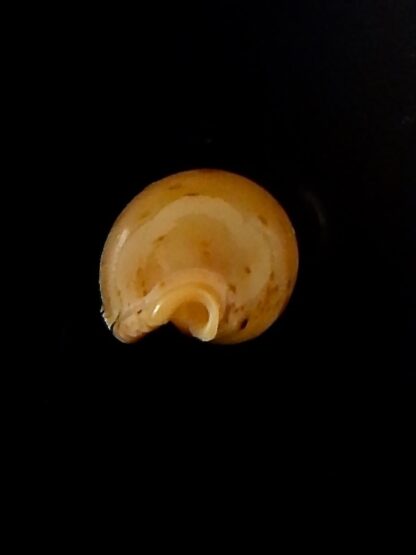 Ransoniella martini superstes 16,47 mm Gem-44241