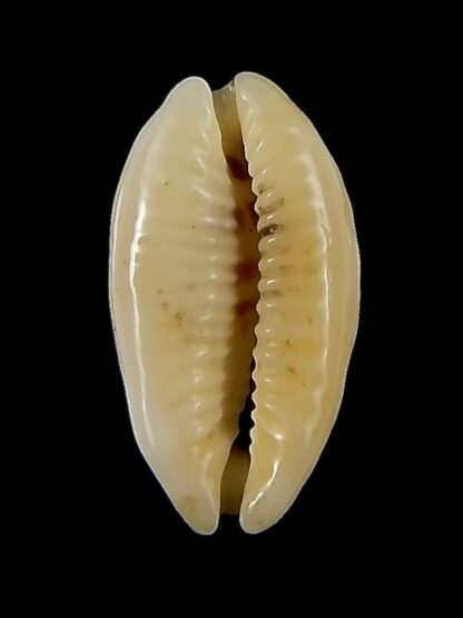 Blasicrura pallidula rhinoceros N&R 16,78 mm Gem -44804