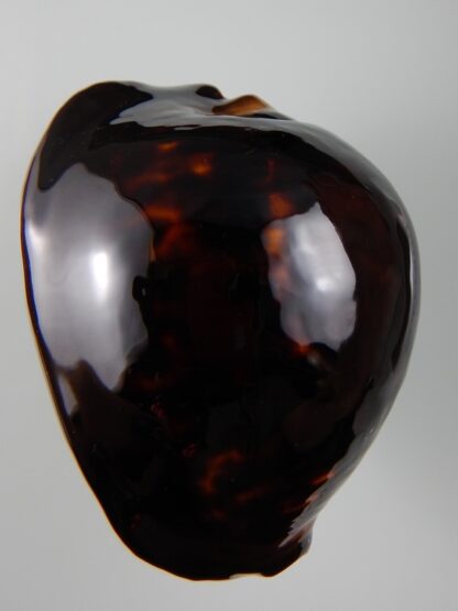 Zoila thersites thersites... Black... 72,72 mm Gem -44542