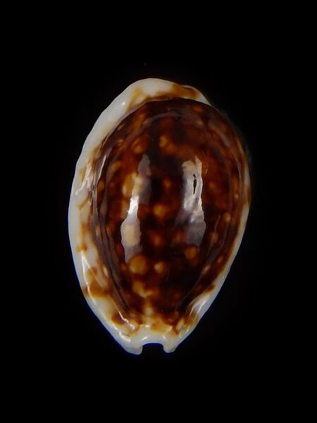 Cribrarula cribraria zadela N&R 19,39 mm Gem-44620