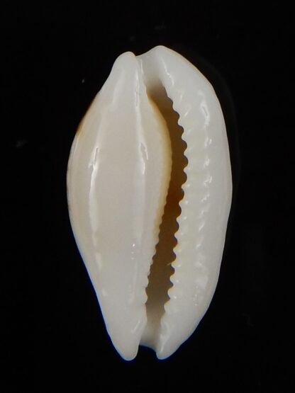 Cribrarula cribraria zadela N&R 26,36 mm Gem-44629