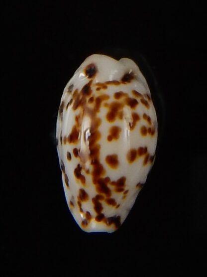 Ransoniella punctata N&R 13,90 mm Gem-44593
