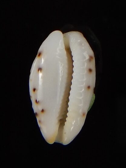 Ransoniella punctata N&R 13,90 mm Gem-44596