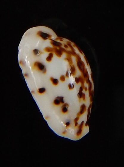 Ransoniella punctata N&R 13,90 mm Gem-44595