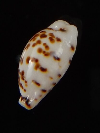 Ransoniella punctata N&R 13,90 mm Gem-44597