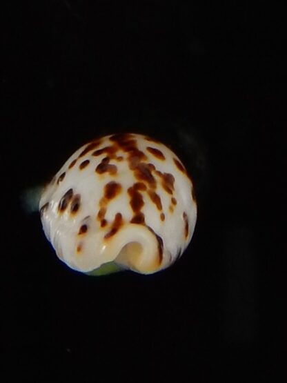 Ransoniella punctata N&R 13,90 mm Gem-44594