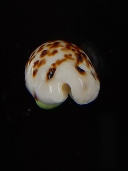 Ransoniella punctata N&R 13,90 mm Gem-44598