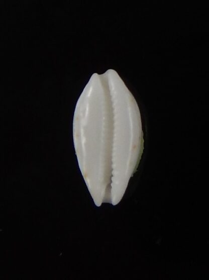 Bistolida goodallii goodallii 9,07 mm Gem-44711