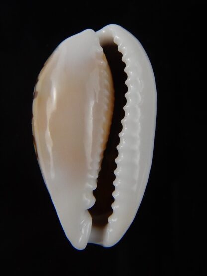 Cribrarula comma setepausensis 26,13 mm Gem-44726
