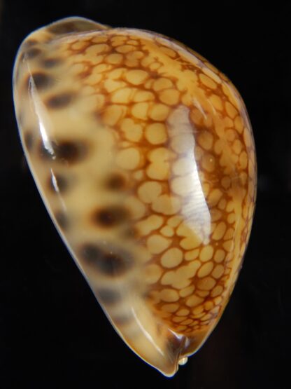 Mauritia histrio ..Rusty >>> 54,65 mm Gem -44882