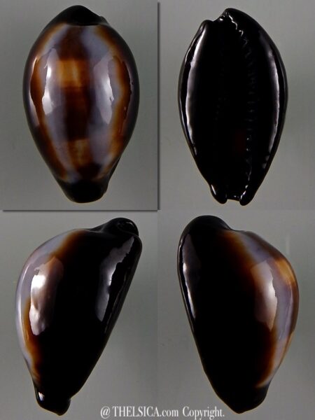 Erronea onyx onyx 37,21 mm Gem-0