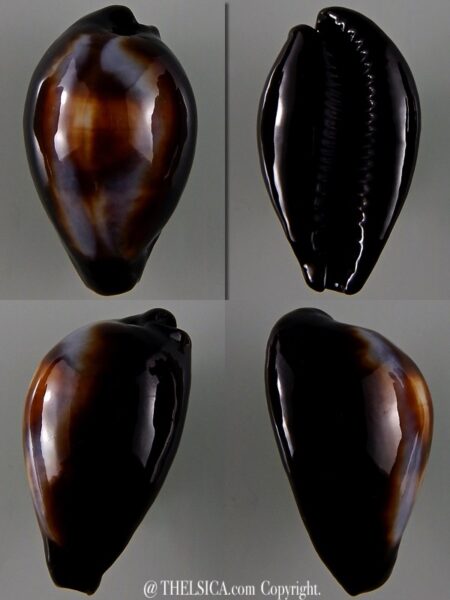 Erronea onyx onyx 41,80 mm Gem-0