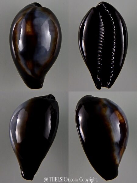 Erronea onyx onyx 46,93 mm Gem-0