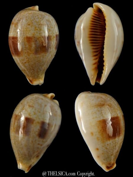 Erronea pyriformis smithi 28,84 mm F+++/Gem-0