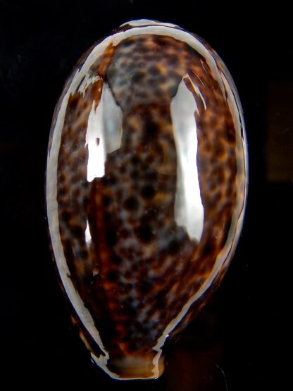 Lyncina lynx.. SP pattern ... 48,50 mm Gem-44830