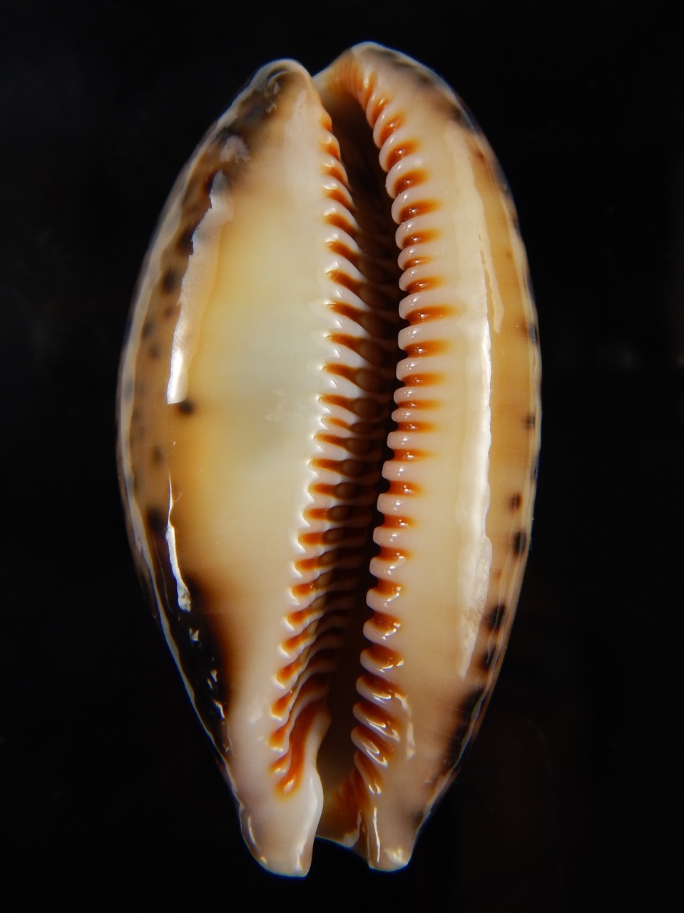 Lyncina lynx.. SP pattern ... 48,50 mm Gem-44832