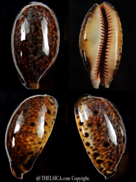 Lyncina lynx.. SP pattern ... 48,50 mm Gem-0
