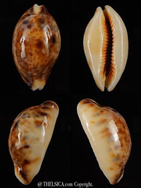 Lyncina lynx N&R 42,17 mm Gem-0