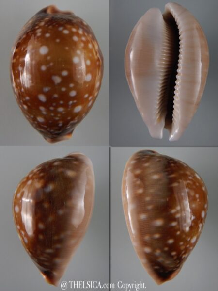 Lyncina vitellus vitellus ..big size ... 67,86 mm Gem-0